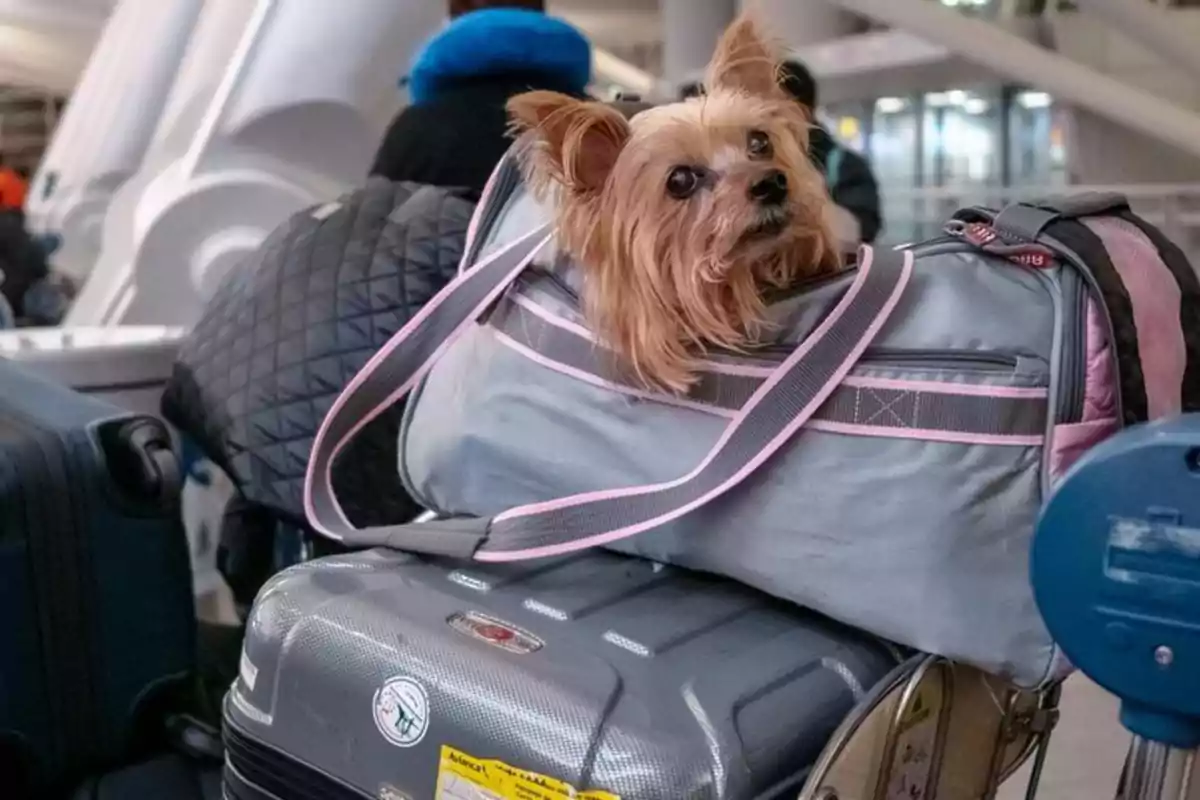 Un perro entre el equipaje de un avión.