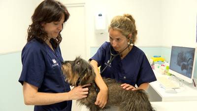 Perro en el veterinario